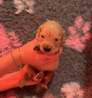 Les chiots de Golden Retriever