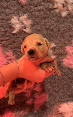 Les chiots de Golden Retriever