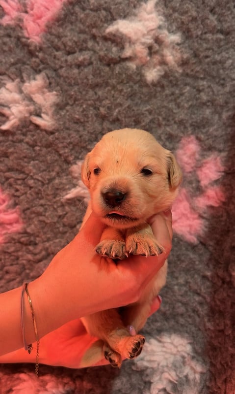 Golden Retriever - D?Un Rêve à Quatre Pattes