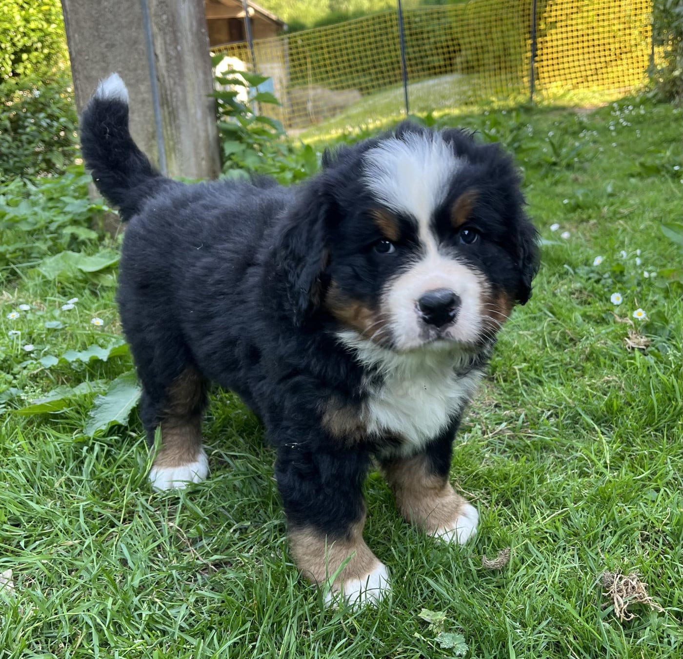 Baloo - Bouvier Bernois