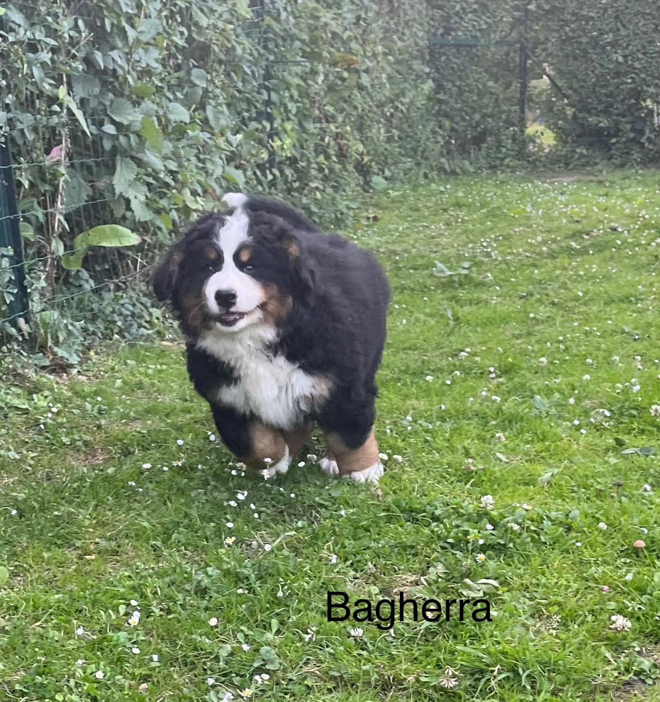 Bagherra