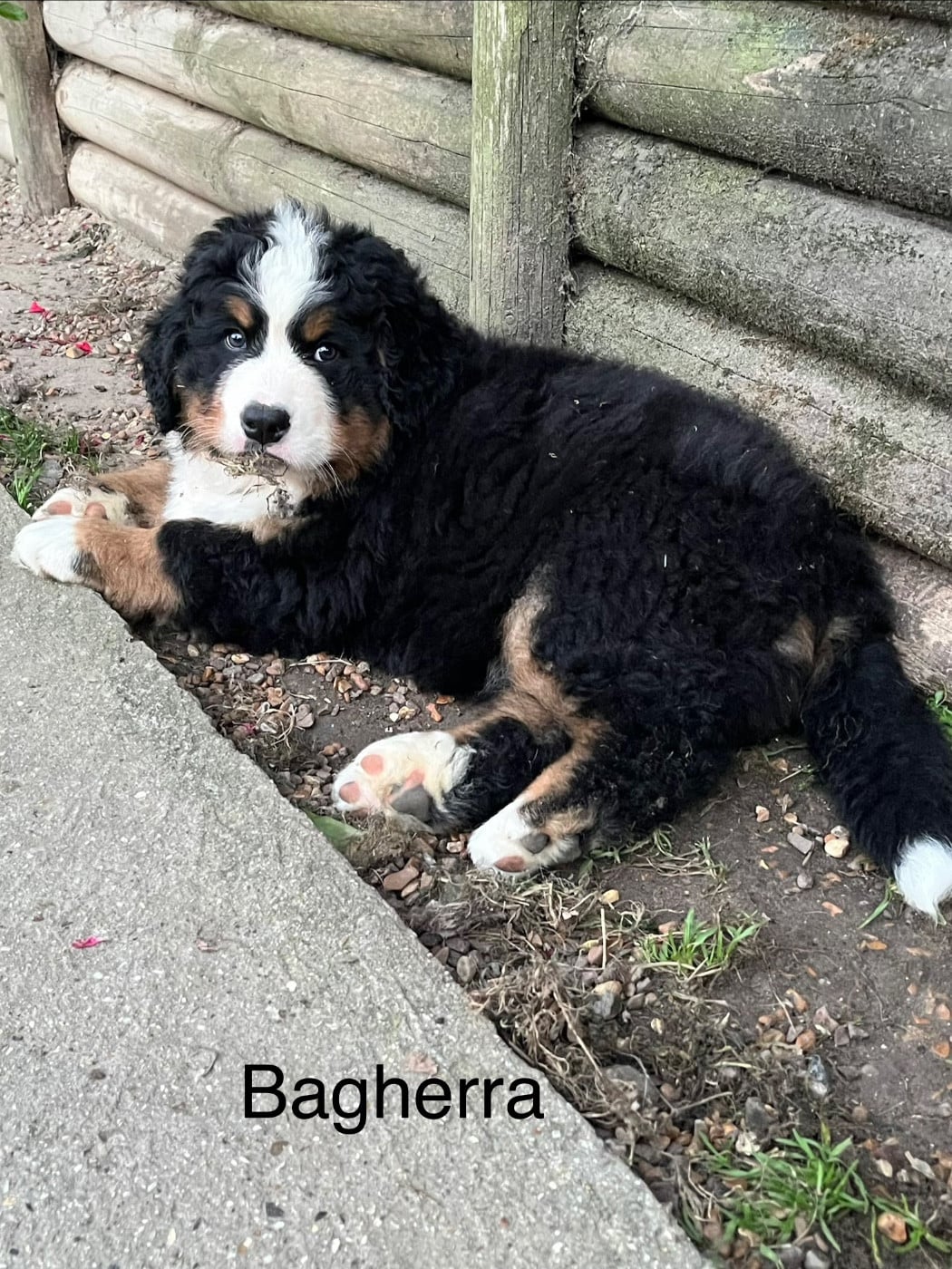 Bagherra