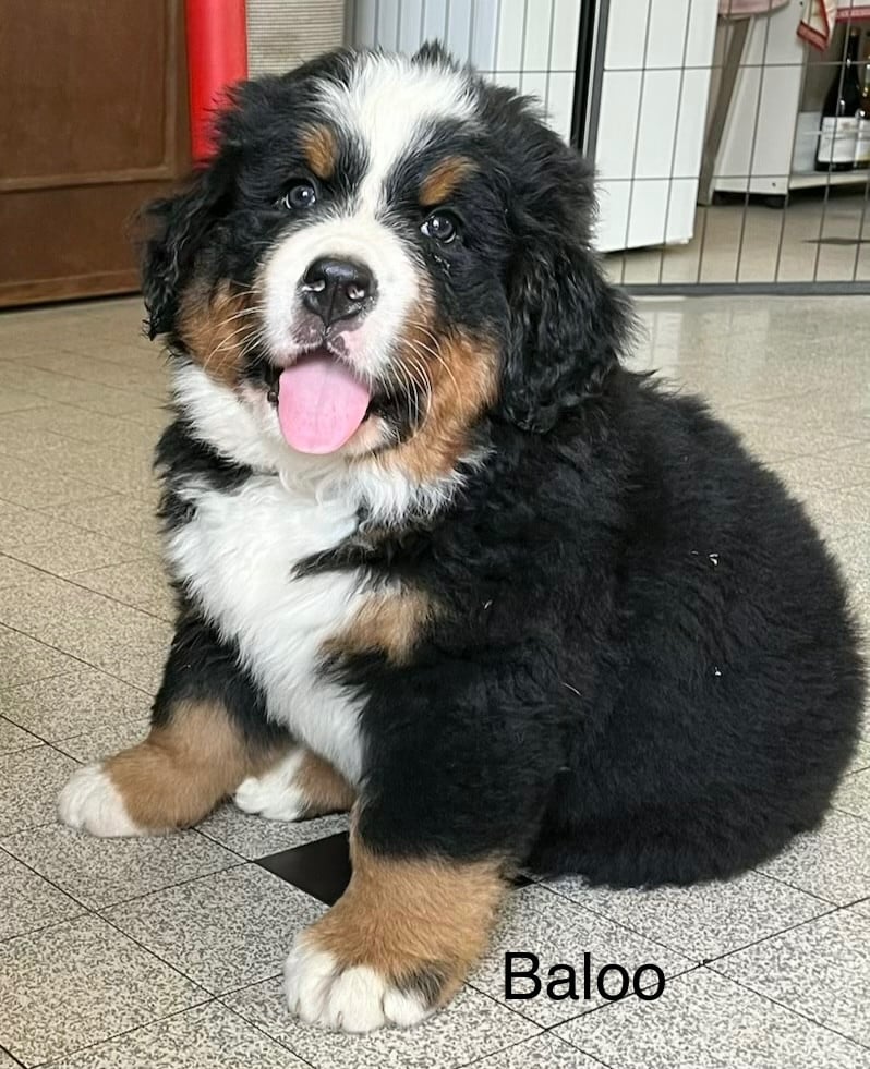 Baloo