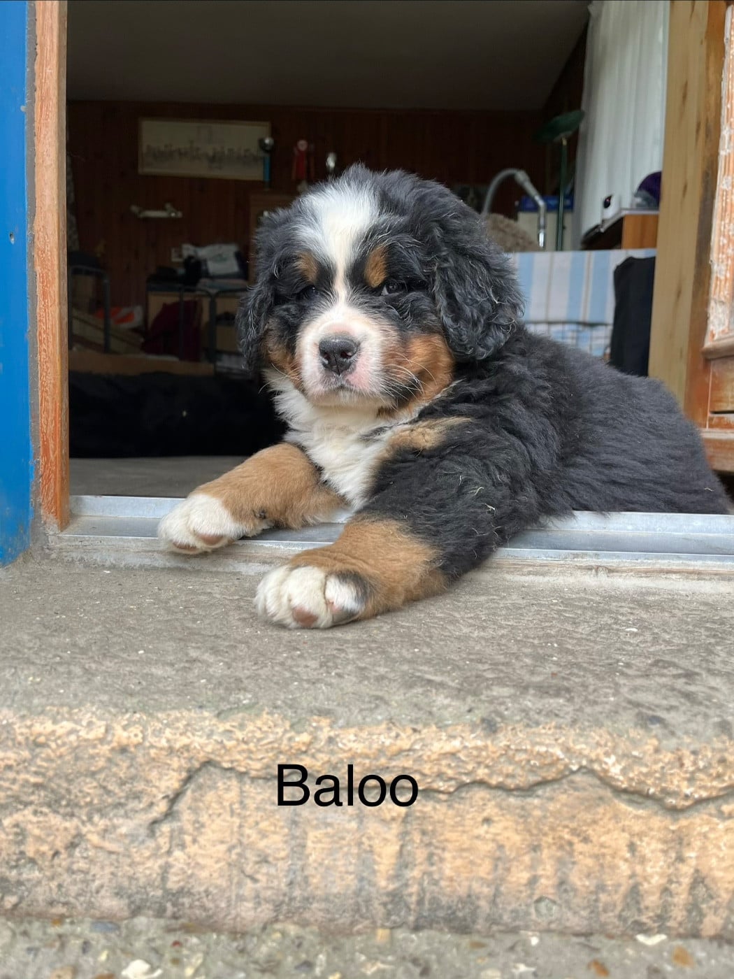 Baloo