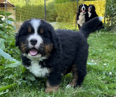 Les chiots de Bouvier Bernois