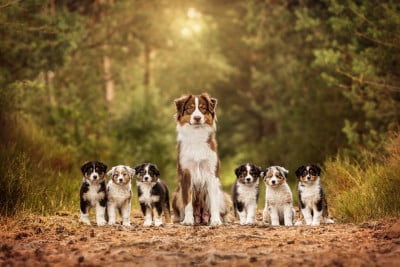 Shepherds Of Dreamland