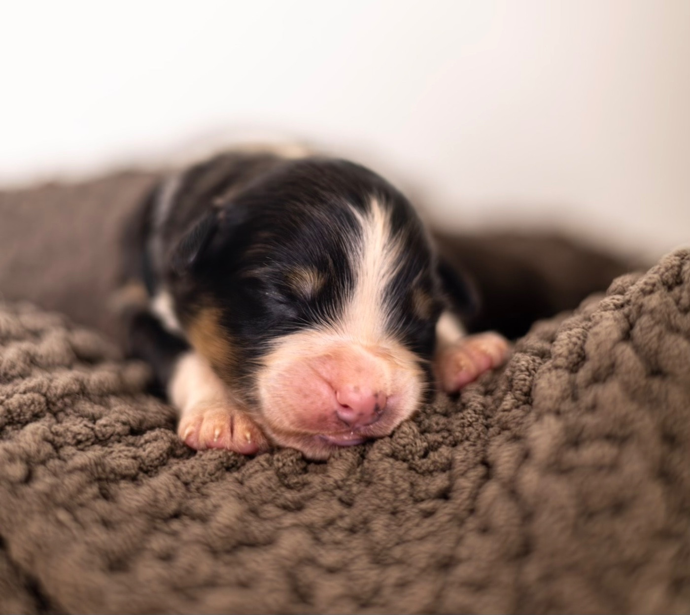 Shepherds Of Dreamland Beautiful Black - Berger Australien