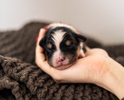 Les chiots de Berger Australien