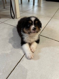 Les chiots de Berger Australien