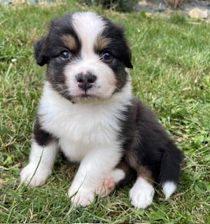 Les chiots de Berger Australien