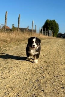 Les chiots de Berger Australien