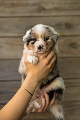 Les chiots de Berger Australien