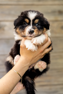 Les chiots de Berger Australien