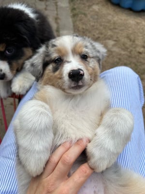 Les chiots de Berger Australien