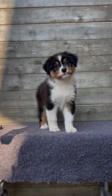 Les chiots de Berger Australien
