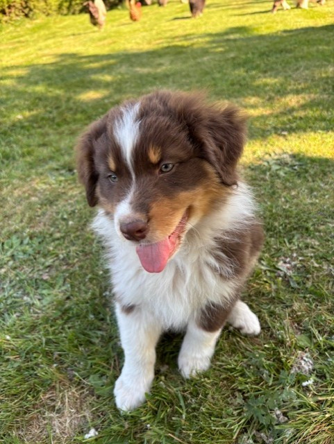 BUDDY - Berger Australien