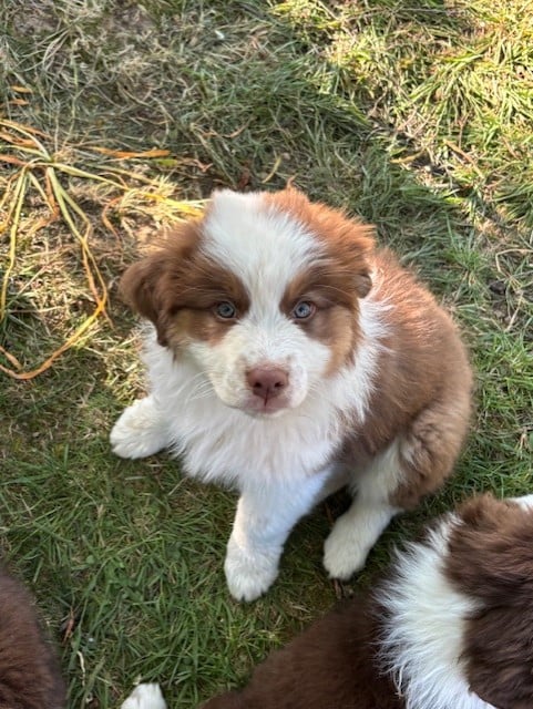 BONNIE - Berger Australien