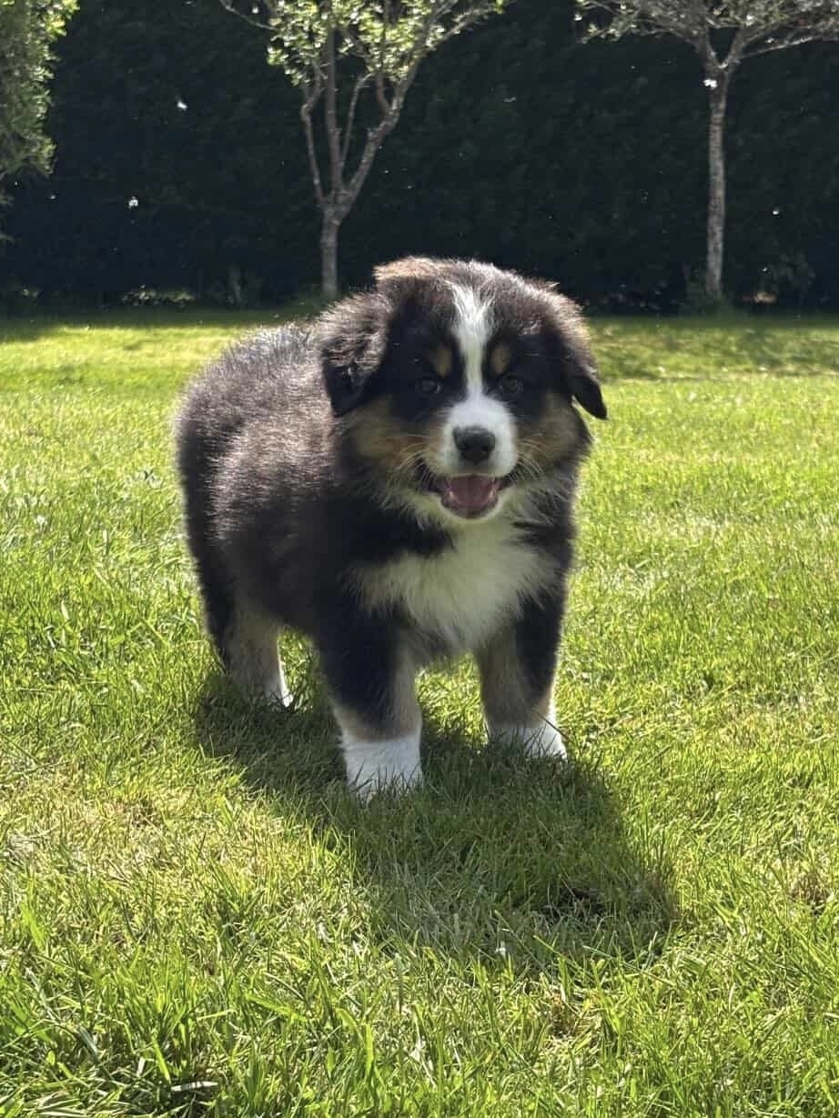 BETTY - Berger Australien