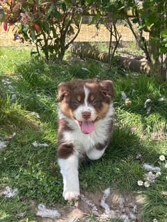 Les chiots de Berger Australien