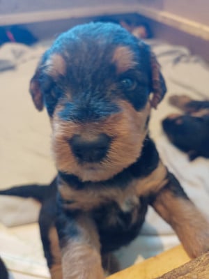 Les chiots de Airedale Terrier