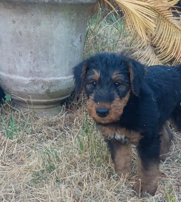 Les chiots de Airedale Terrier