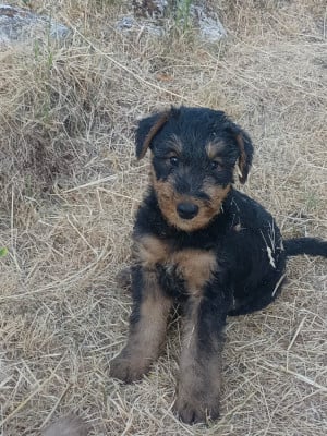 Les chiots de Airedale Terrier