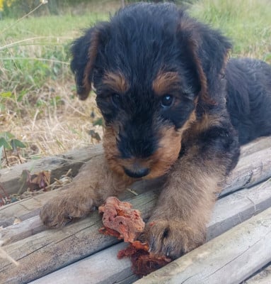 Les chiots de Airedale Terrier