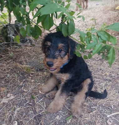 Les chiots de Airedale Terrier