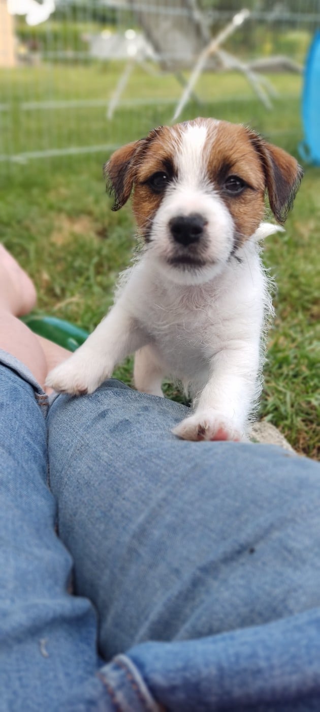 Jack Russell Terrier - The Gang Of Smart Little Rascals