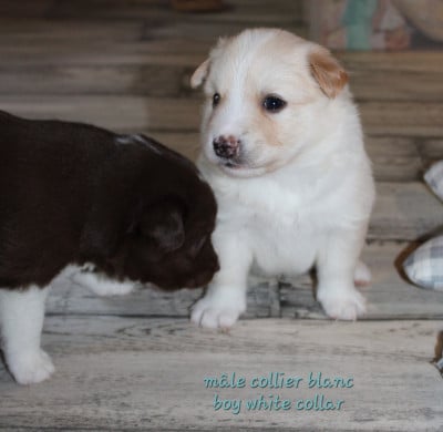 Les chiots de Berger islandais