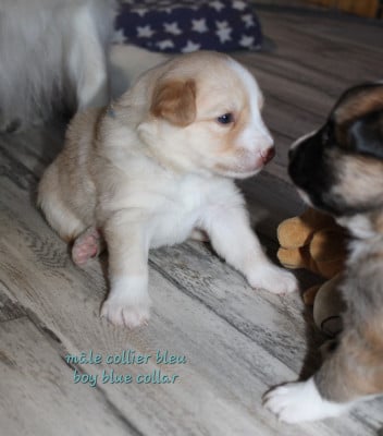 Les chiots de Berger islandais