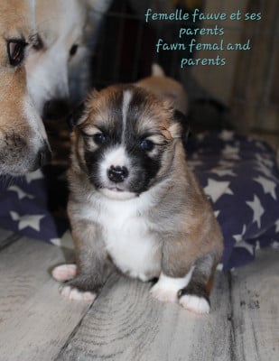 Les chiots de Berger islandais