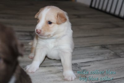 Les chiots de Berger islandais