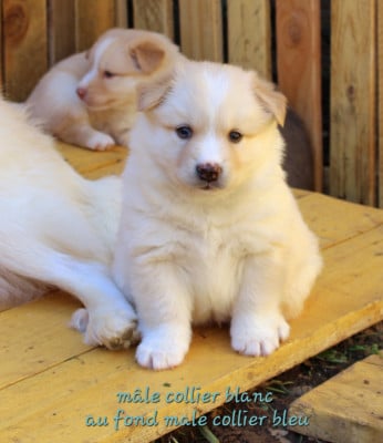 Les chiots de Berger islandais