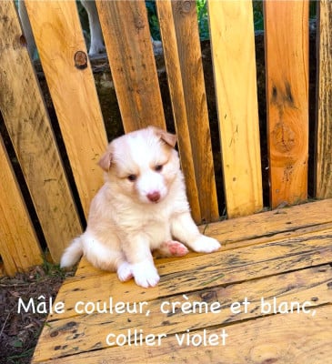 Les chiots de Berger islandais