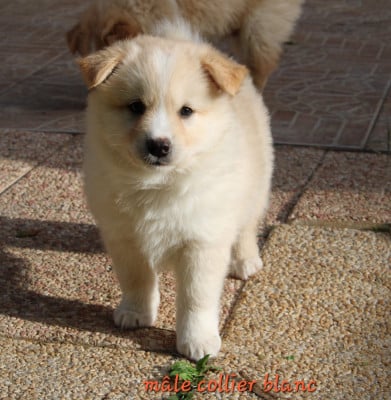 Les chiots de Berger islandais