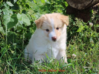Les chiots de Berger islandais