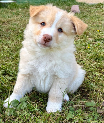 Les chiots de Berger islandais