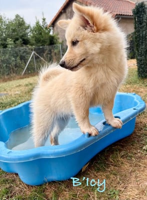 Les chiots de Berger islandais