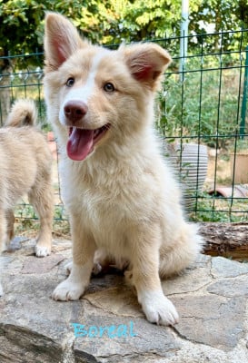 Les chiots de Berger islandais