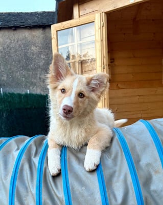 Les chiots de Berger islandais