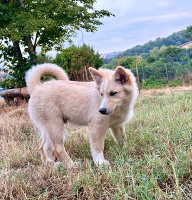 Les chiots de Berger islandais
