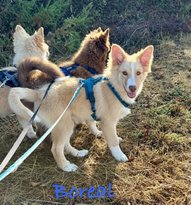 Les chiots de Berger islandais
