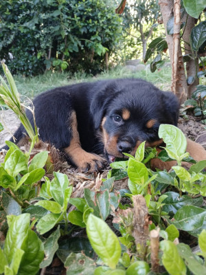 Les chiots de Rottweiler