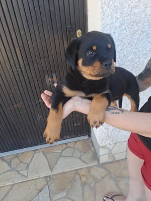 Les chiots de Rottweiler