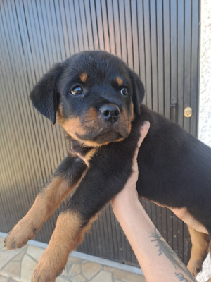 Les chiots de Rottweiler