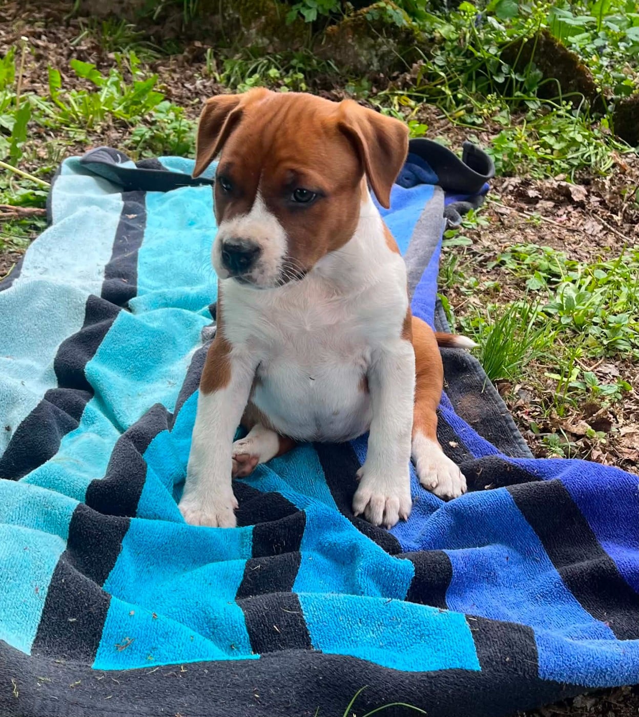 American Staffordshire Terrier - Soul And Steel