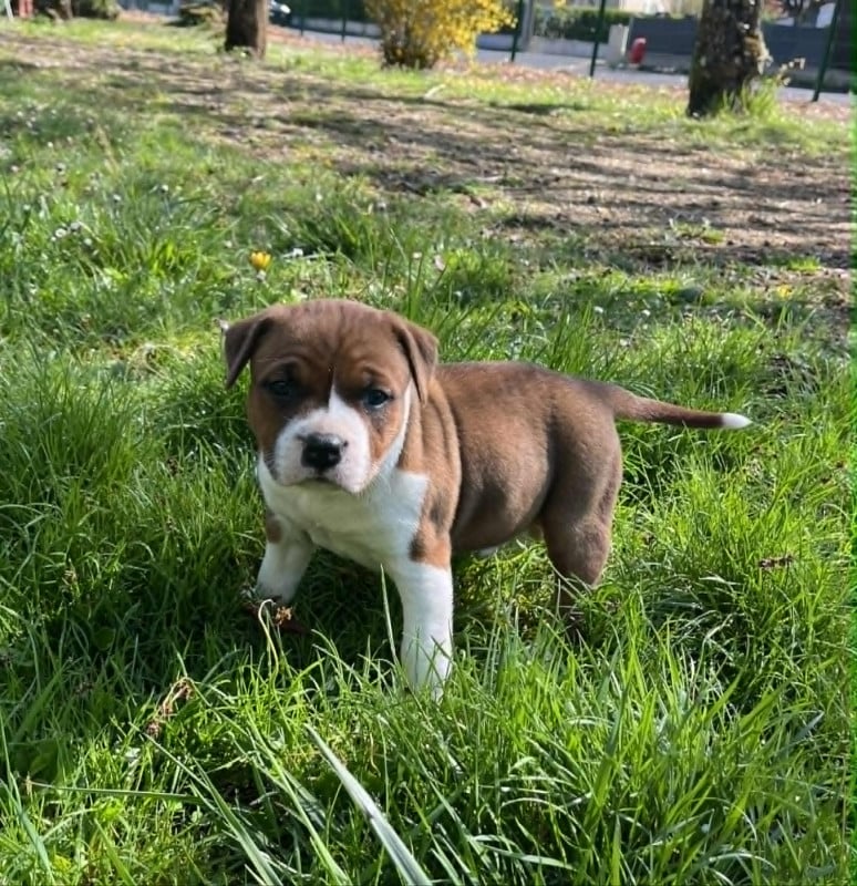 American Staffordshire Terrier - Soul And Steel