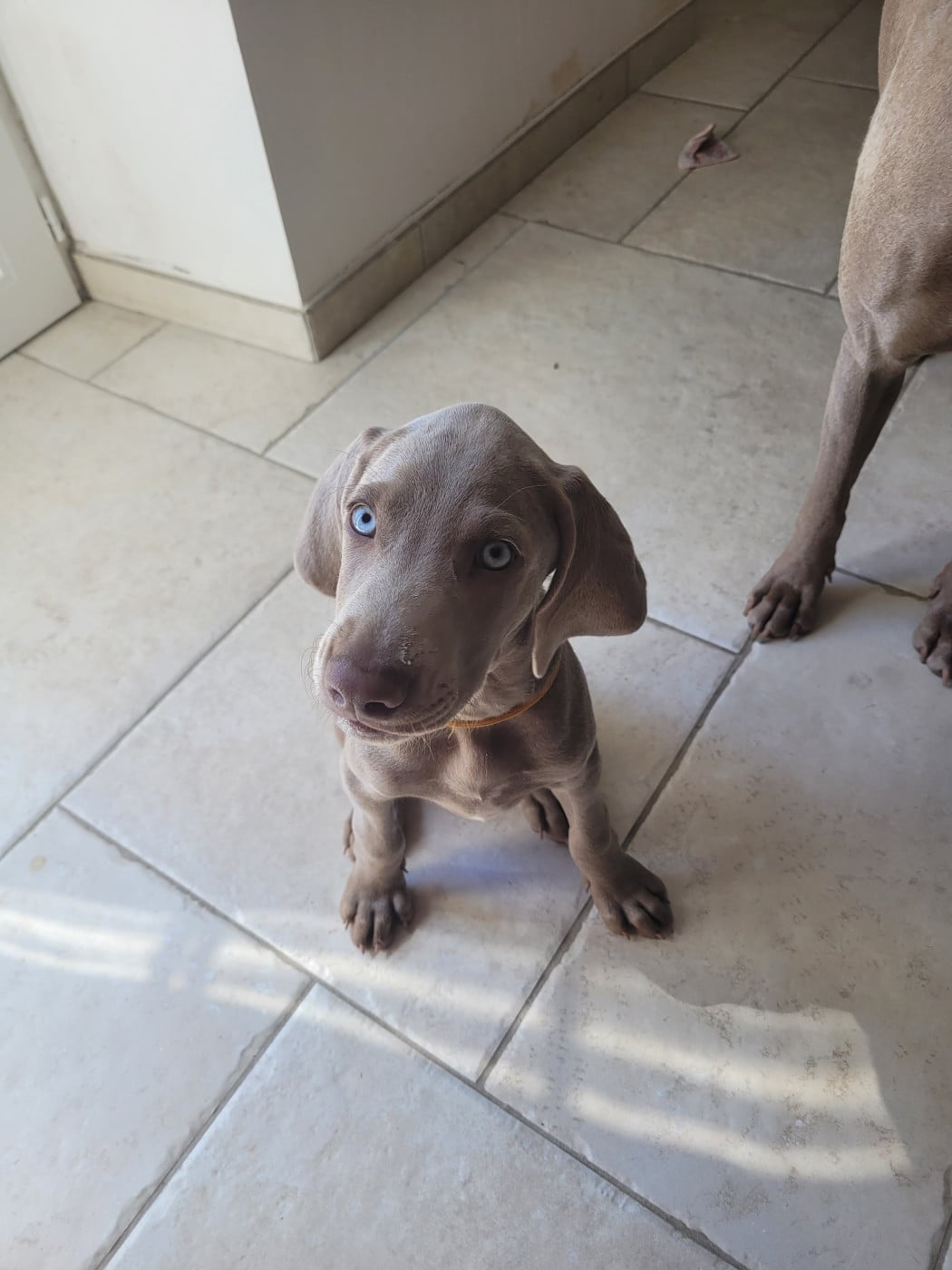 Chiot N°2