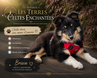 Les chiots de Shetland Sheepdog
